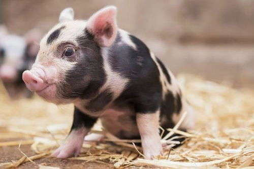 生肖豬11月避坑指南 切忌這4件傻事，以免斷送財(cái)路