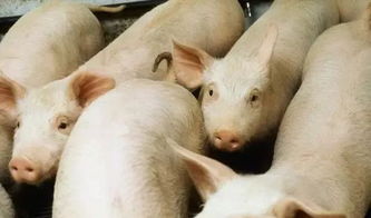 殘次豬與無飼養價值雞的合理處理方法