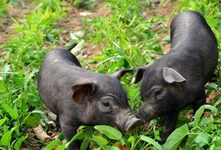 豬與黃牛 中華數千年定居農耕的基石